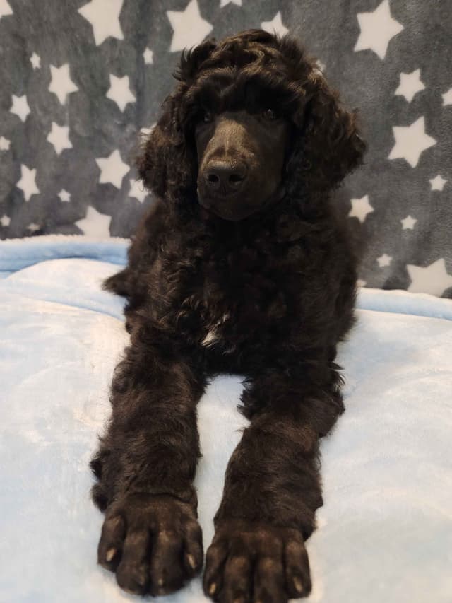 Poodle Puppies media 8