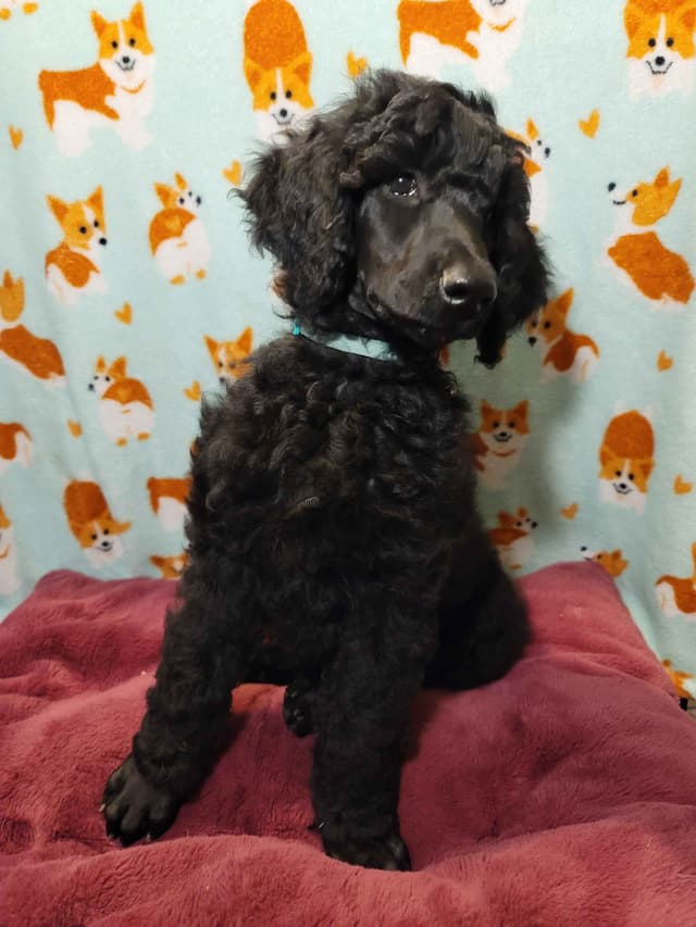 Poodle Puppies media 12