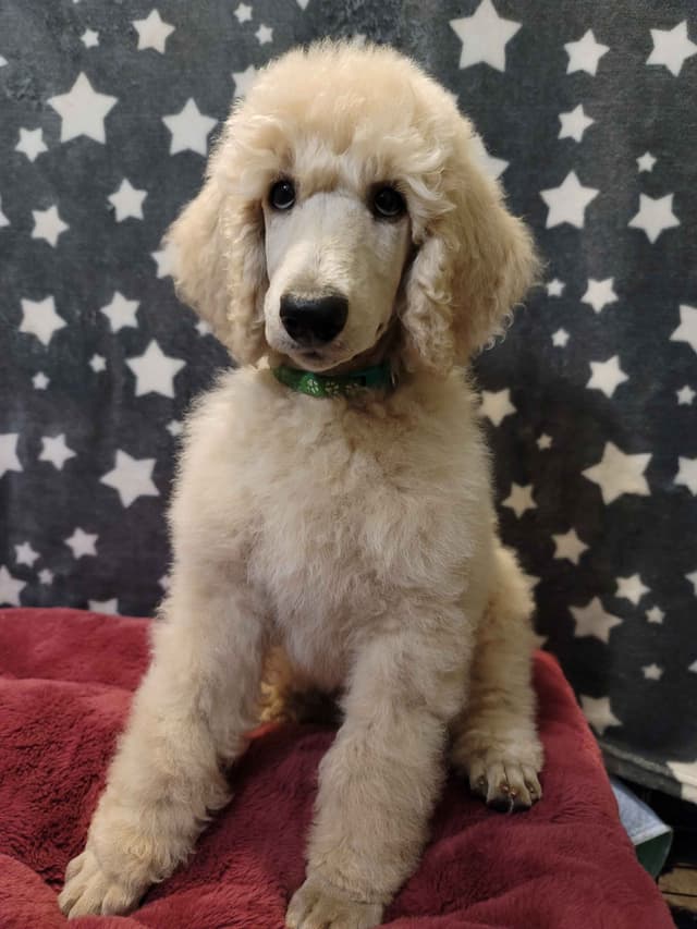Poodle Puppies media 13