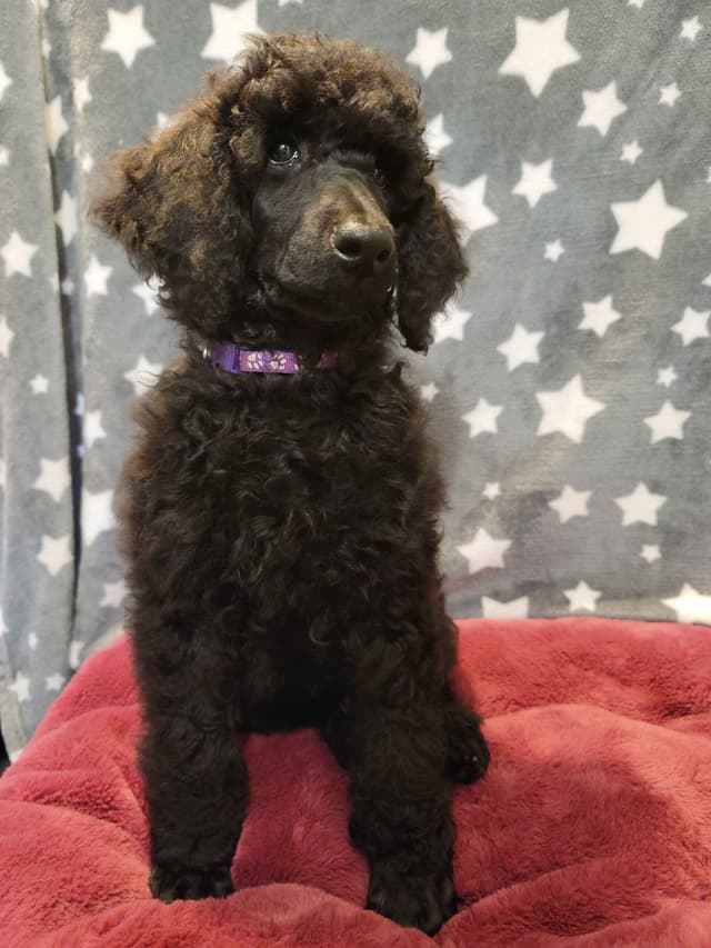 Poodle Puppies media 17