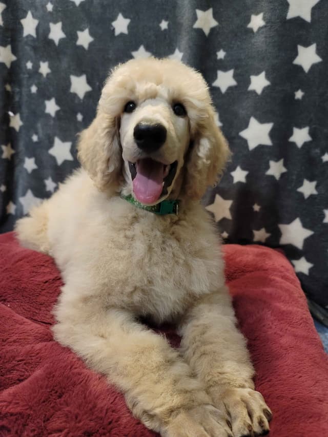 Poodle Puppies media 15
