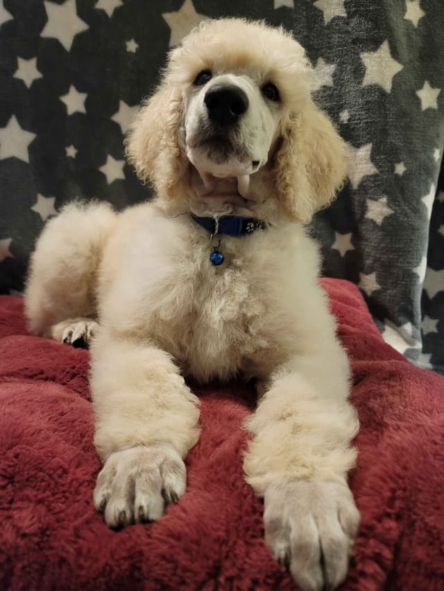 Poodle Puppies media 19