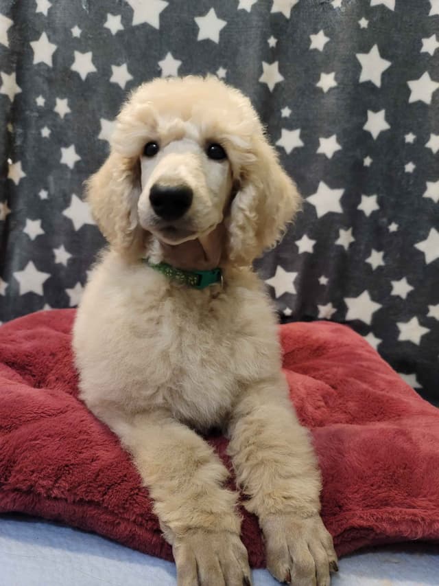 Poodle Puppies media 22