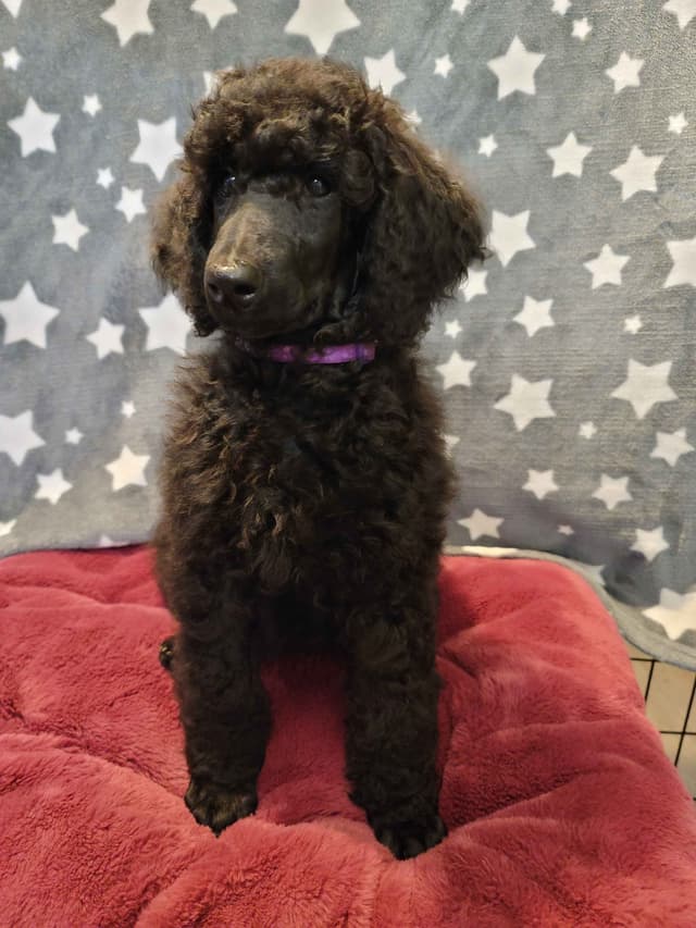 Poodle Puppies media 23