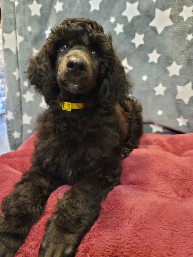 Poodle Puppies media 27