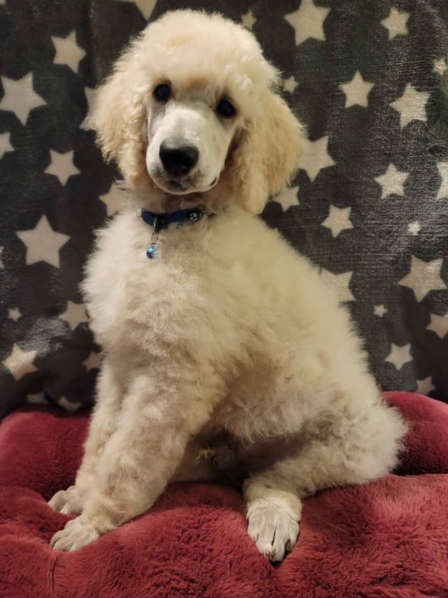 Poodle Puppies media 25