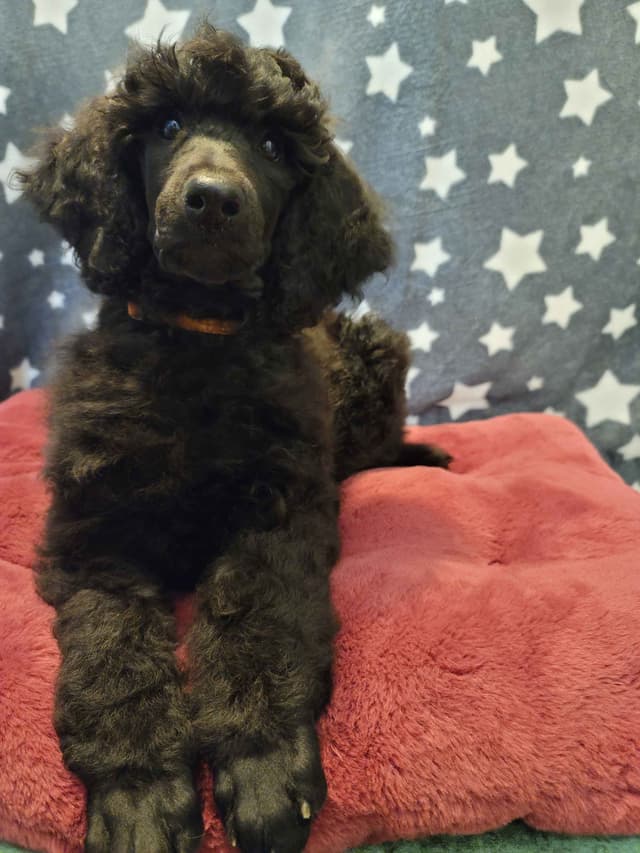 Poodle Puppies media 26