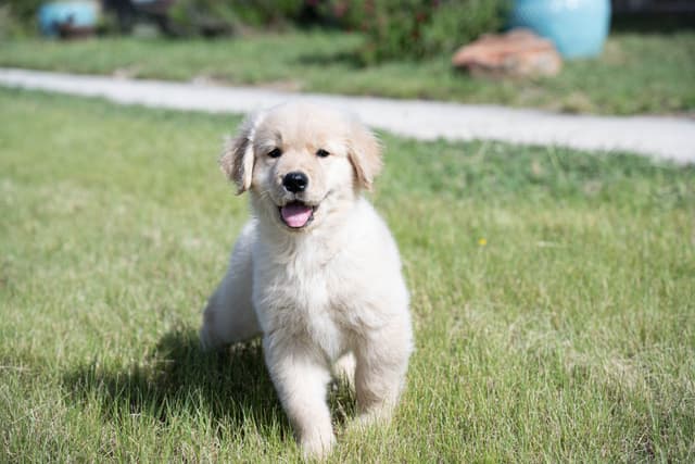 Golden Retriever Puppy from Fully Health Tested Champion Parents media 3