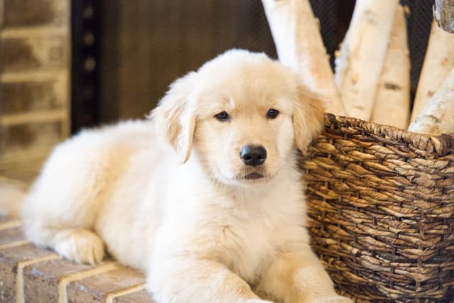 Golden Retriever Puppy from Fully Health Tested Champion Parents media 4