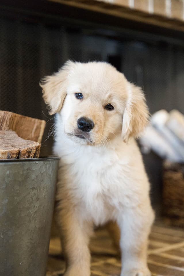 Golden Retriever Puppy from Fully Health Tested Champion Parents media 5