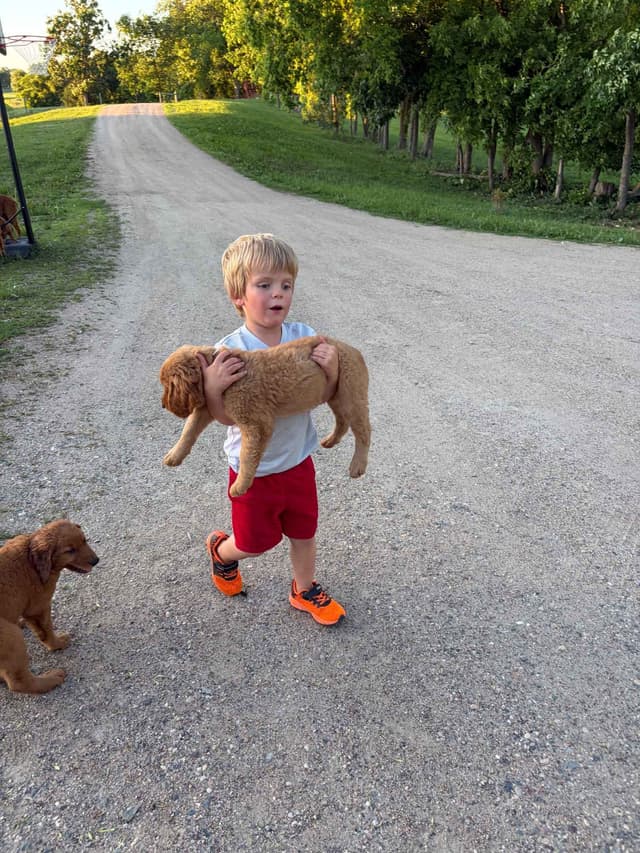 Golden Retriever Puppies media 3