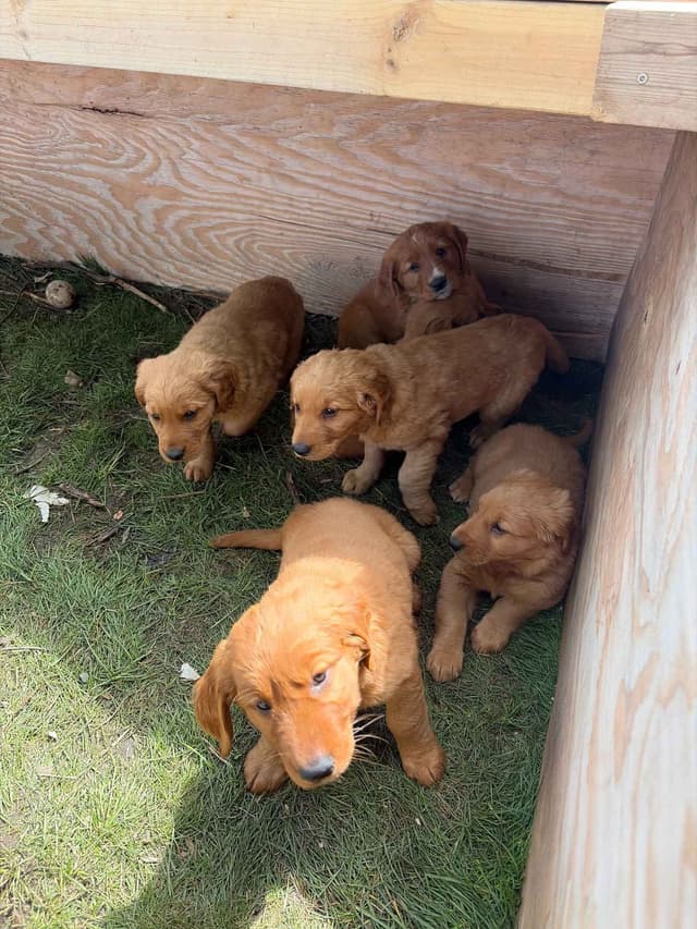 Golden Retriever Puppies media 5