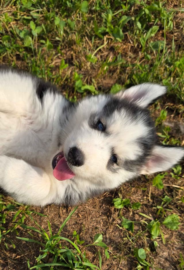 Siberian Husky Puppies media 2