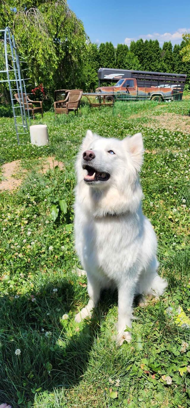 Siberian Husky Puppies media 4