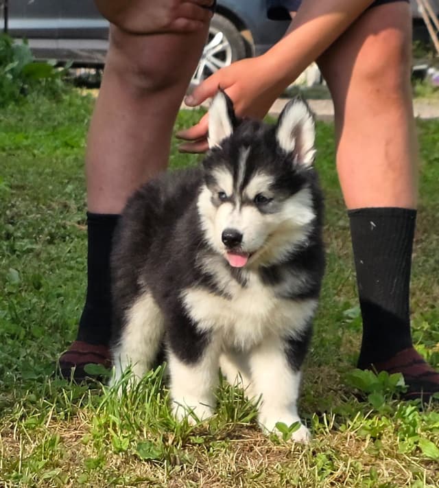 Siberian Husky Puppies media 3