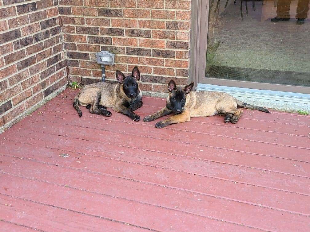 Belgian Malinois Puppies breeder image 1