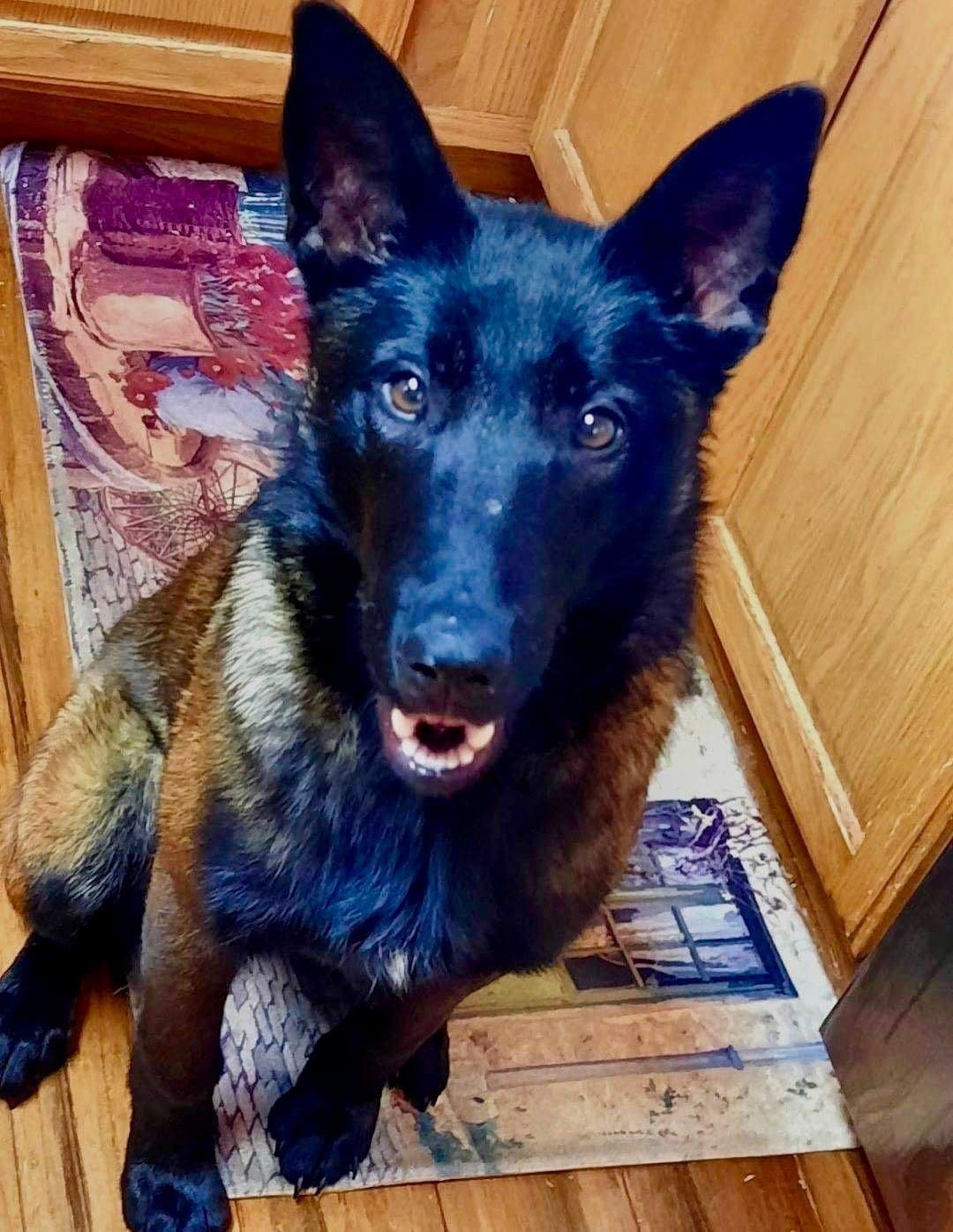 Belgian Malinois Puppies breeder image 3