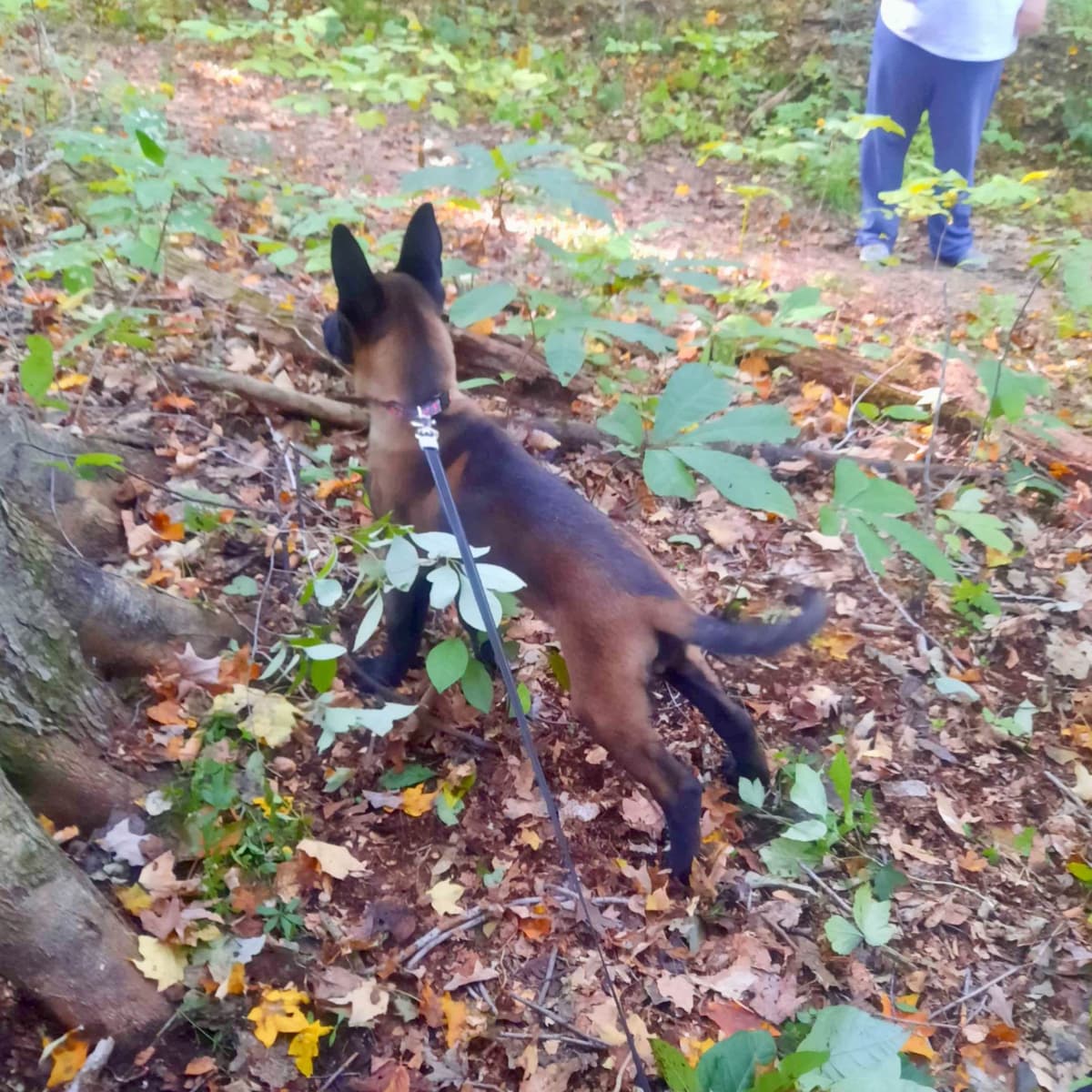 Belgian Malinois Puppies breeder image 9