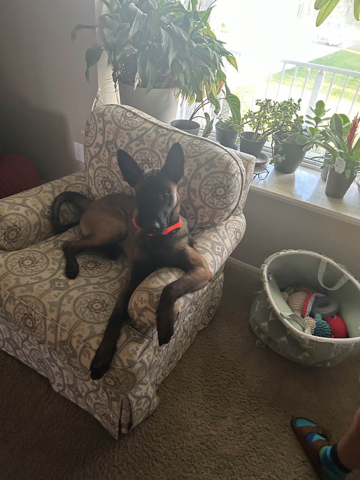 Belgian Malinois Puppies breeder image 11