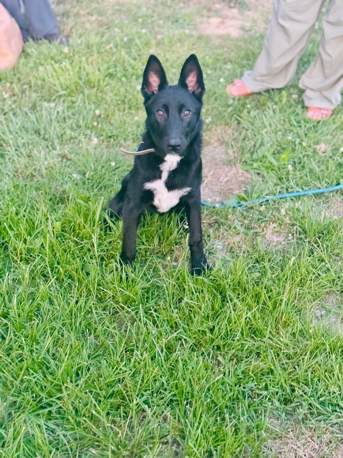 Belgian Malinois Puppies breeder image 12