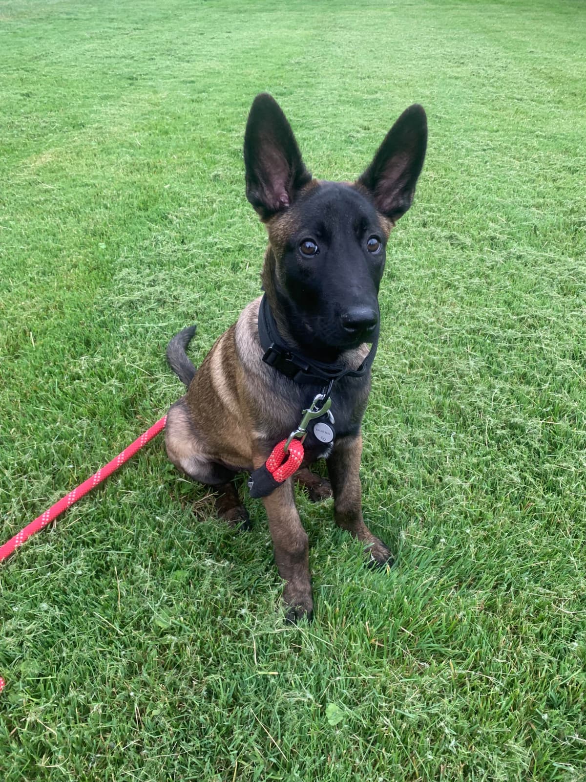 Belgian Malinois Puppies breeder image 13