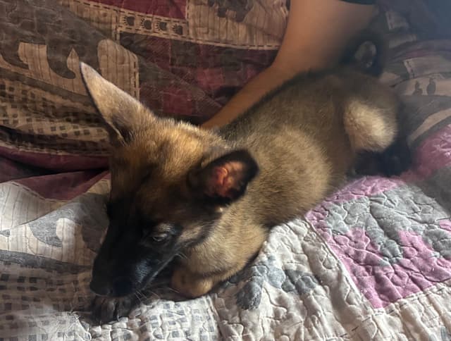 Belgian Malinois Puppies media 2