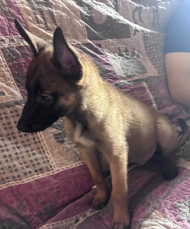 Belgian Malinois Puppies media 5