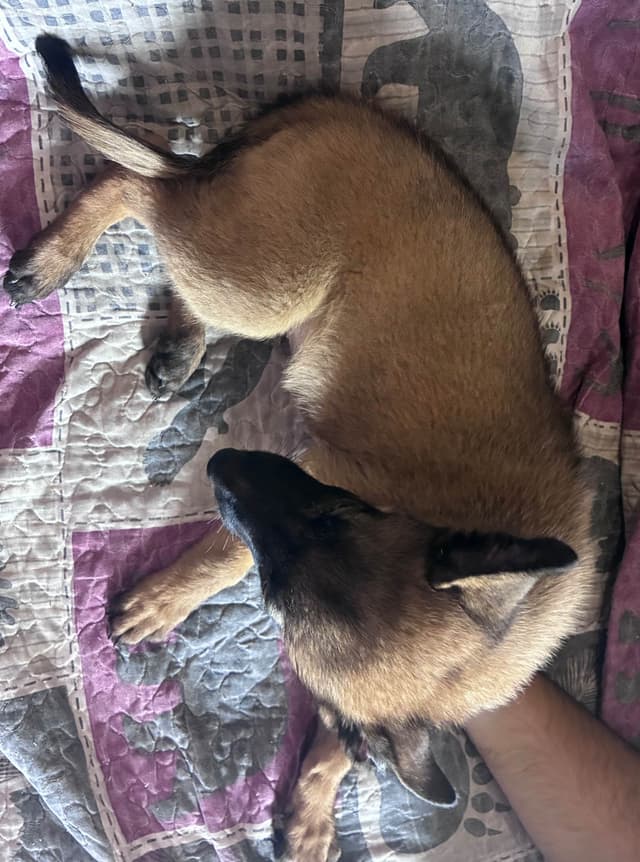 Belgian Malinois Puppies media 6