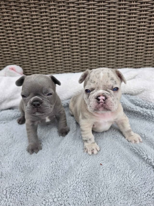 French Bulldog Puppies/ Both are sold media 3