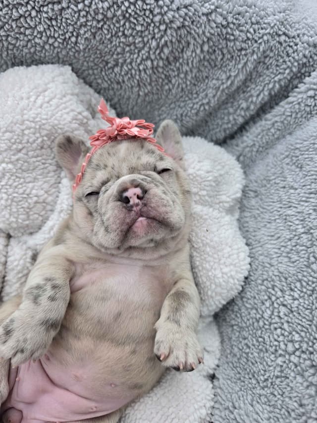 French Bulldog Puppies/ Both are sold media 6