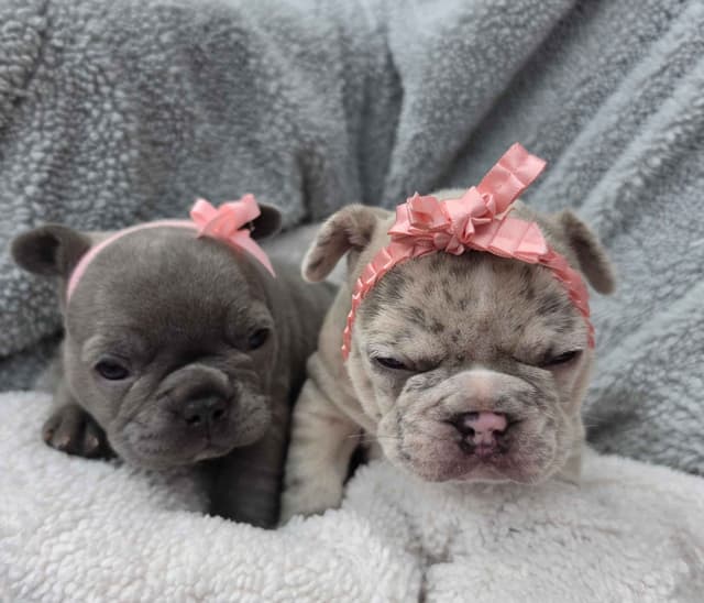 French Bulldog Puppies/ Both are sold media 4
