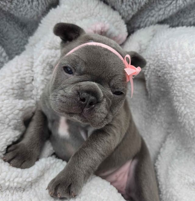 French Bulldog Puppies/ Both are sold media 5