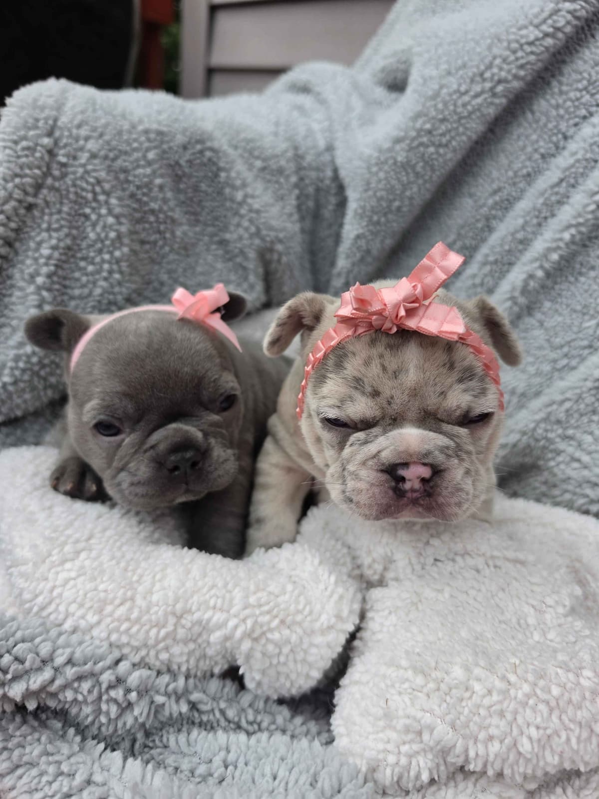 French Bulldog Puppies/ Both are sold breeder image 1