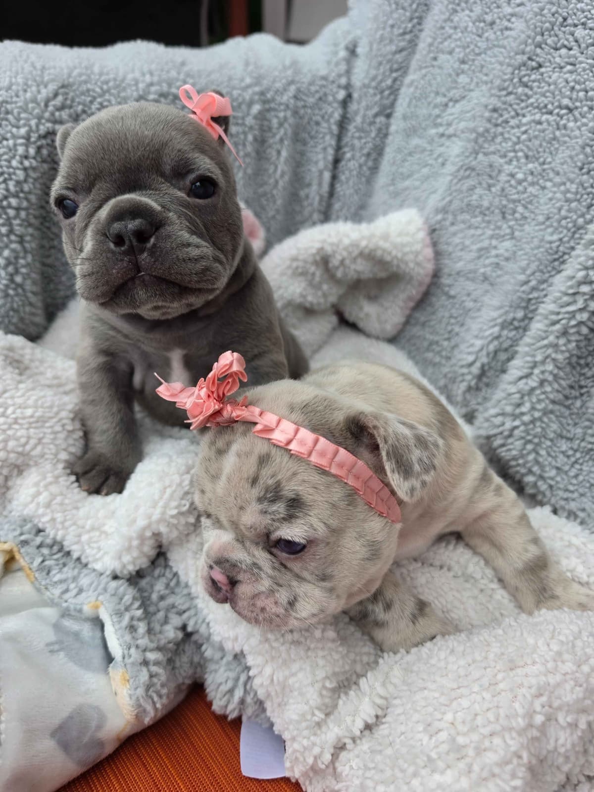 French Bulldog Puppies/ Both are sold breeder image 2