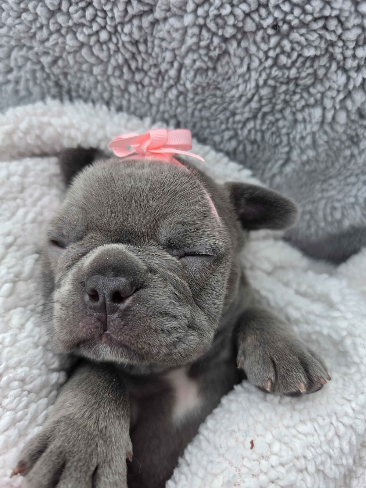 French Bulldog Puppies/ Both are sold breeder image 3