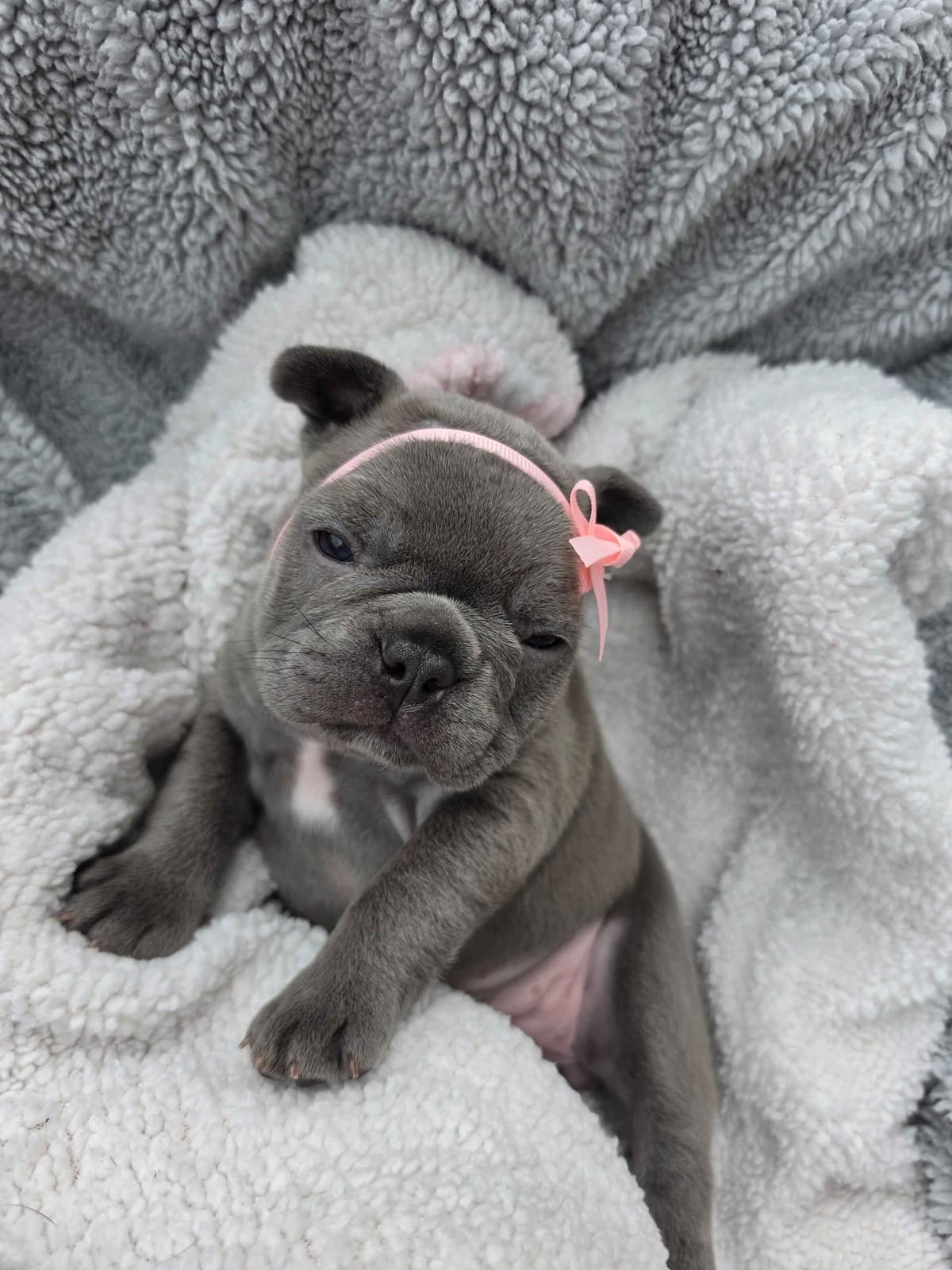 French Bulldog Puppies/ Both are sold breeder image 4