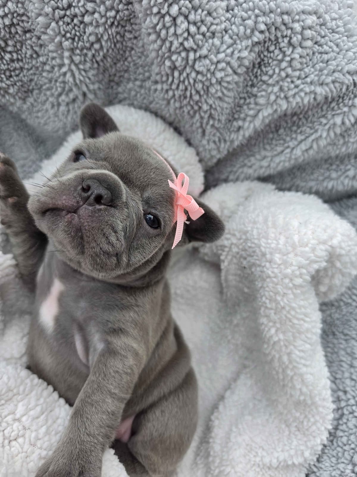 French Bulldog Puppies/ Both are sold breeder image 5