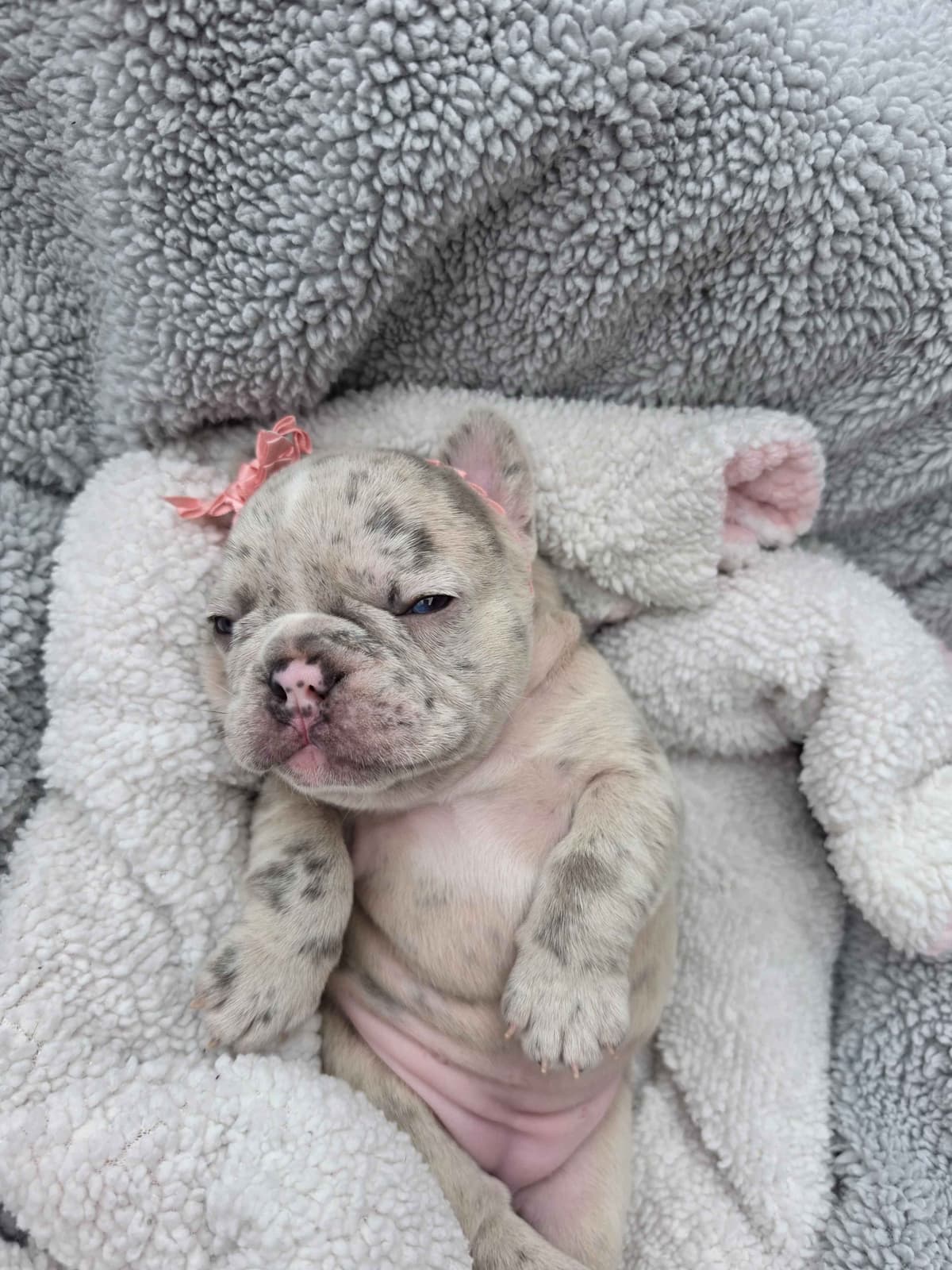 French Bulldog Puppies/ Both are sold breeder image 6