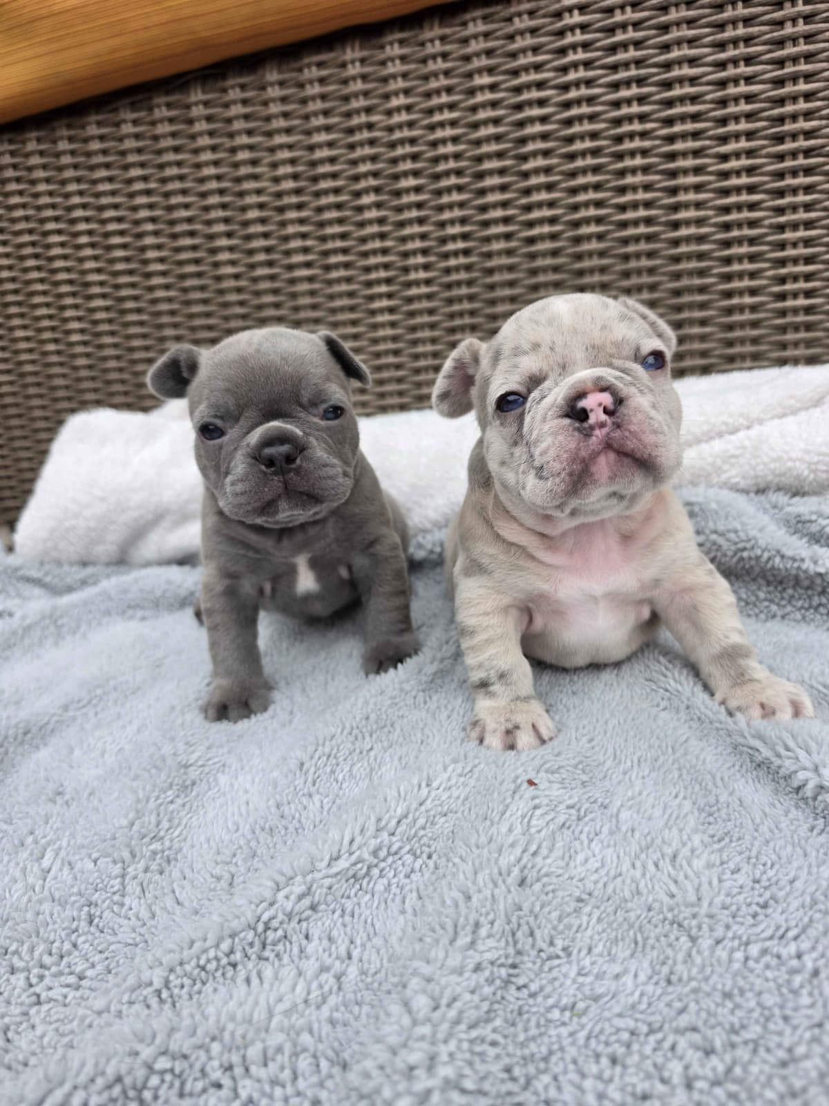 French Bulldog Puppies/ Both are sold breeder image 7