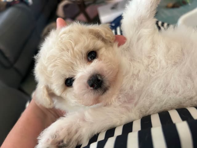 Bichon Frise Puppies media 2