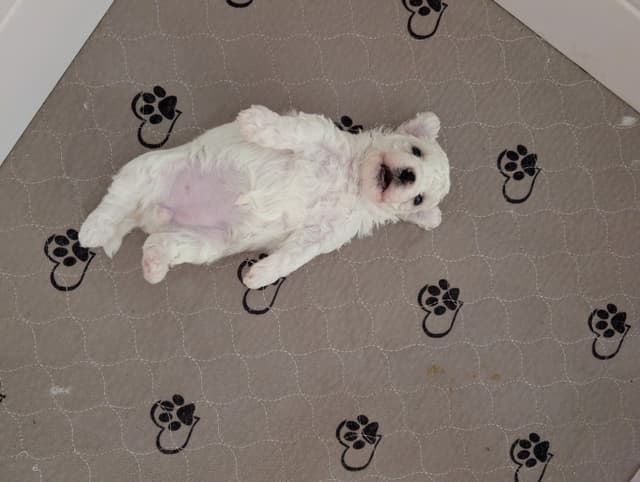 Bichon Frise Puppies media 2