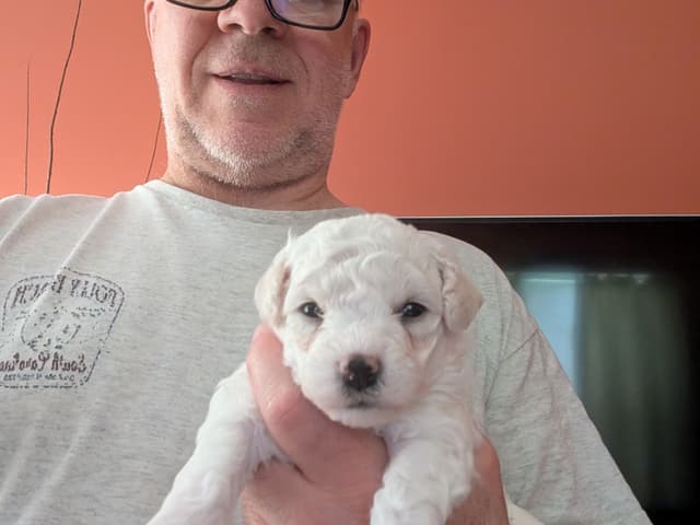 Bichon Frise Puppies media 3