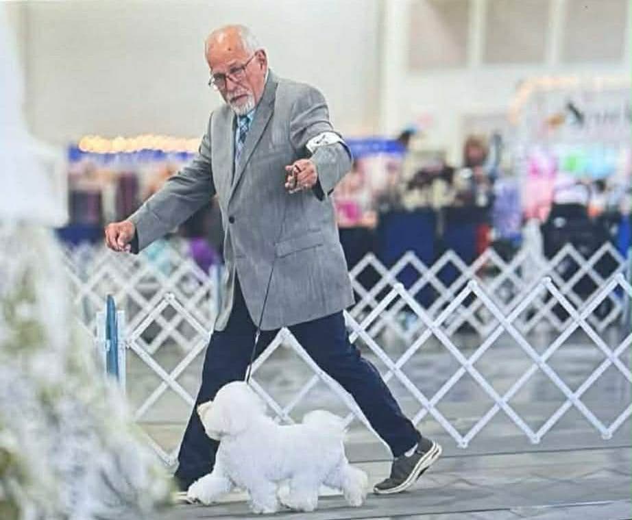 Bichon Frise Puppies breeder image 2