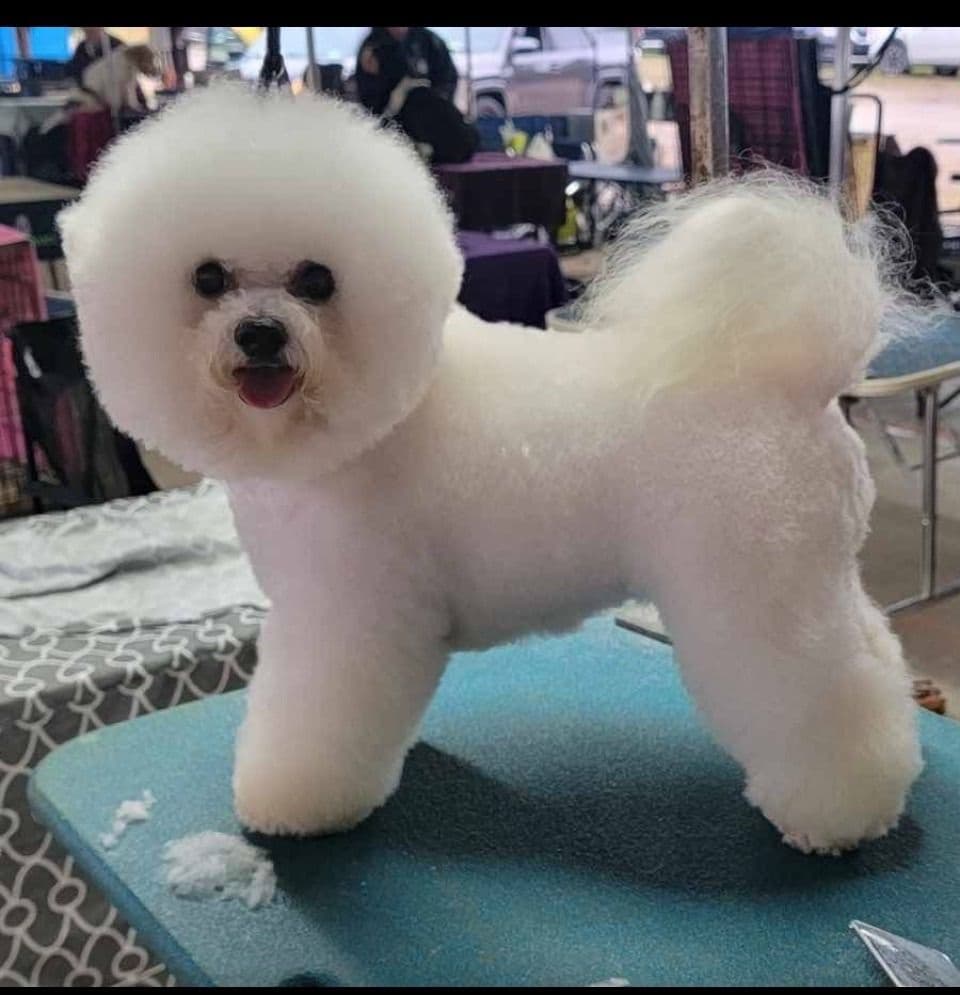 Bichon Frise Puppies breeder image 1
