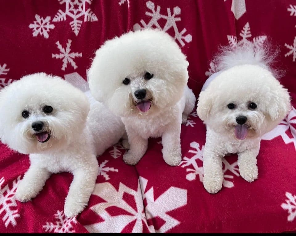 Bichon Frise Puppies breeder image 4