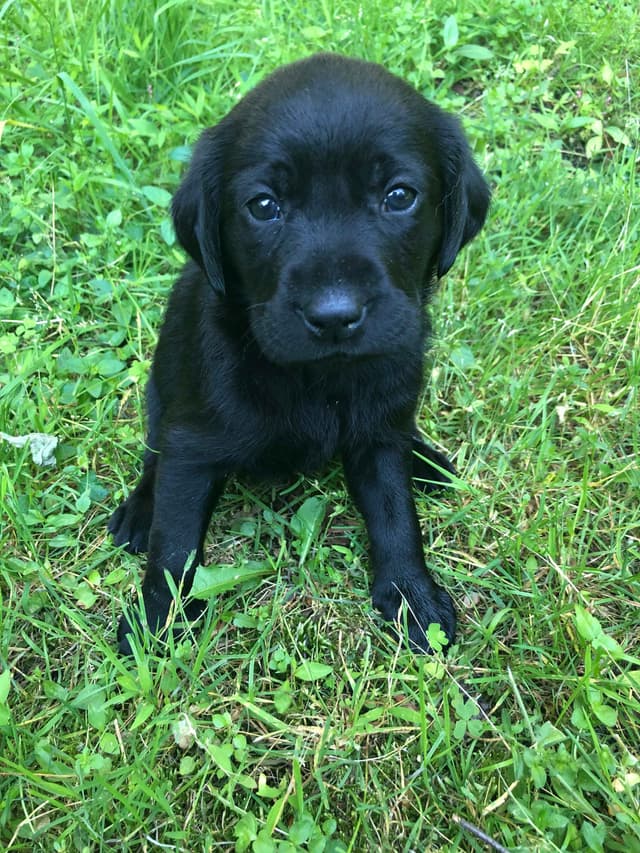 Labrador Retriever Puppies media 2