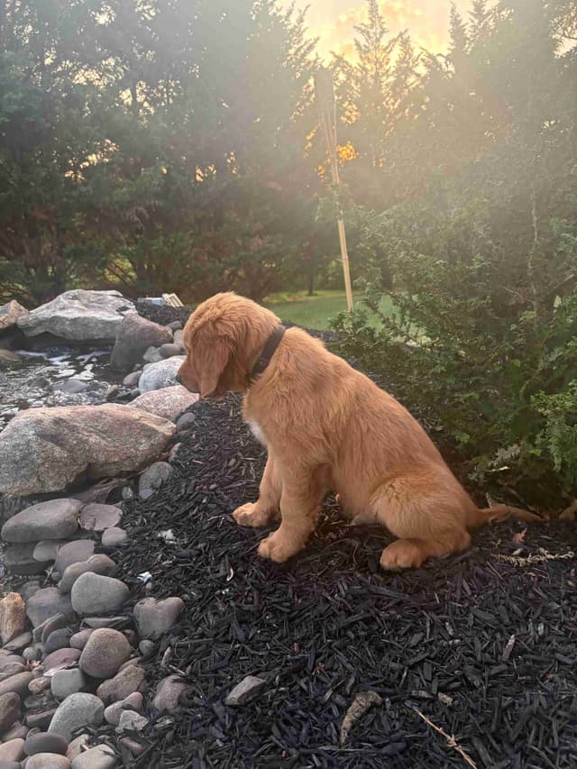 Golden Retriever Puppies media 2