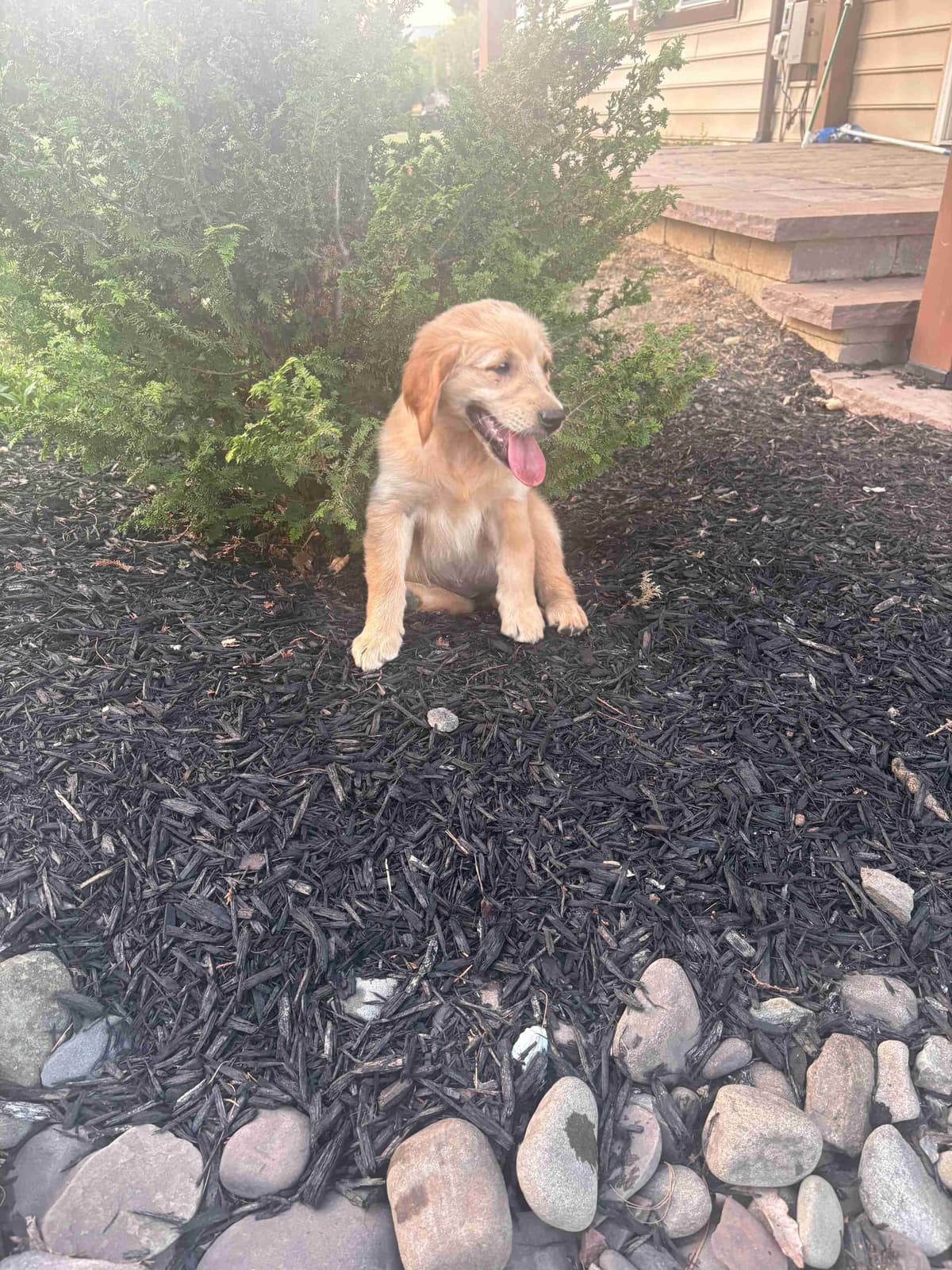 Golden Retriever Puppies breeder image 1