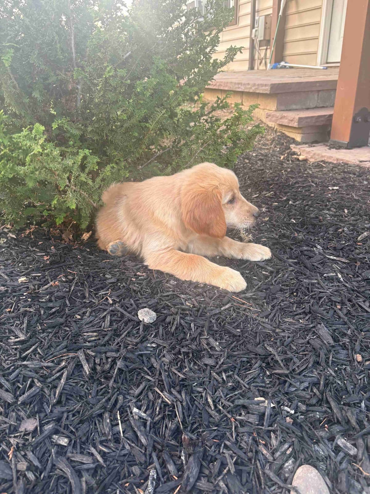 Golden Retriever Puppies breeder image 2