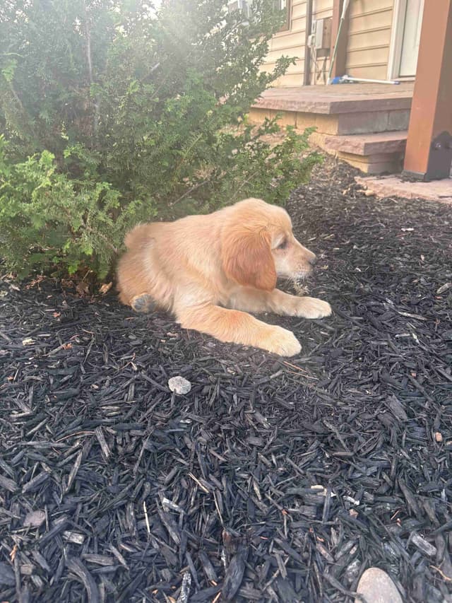 Golden Retriever Puppies media 4
